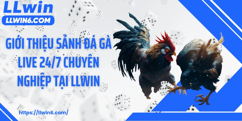Giới thiệu sảnh đá gà live 24/7 chuyên nghiệp tại LLWIN