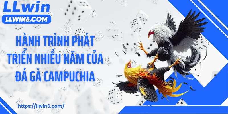 Hành trình phát triển nhiều năm của đá gà Campuchia